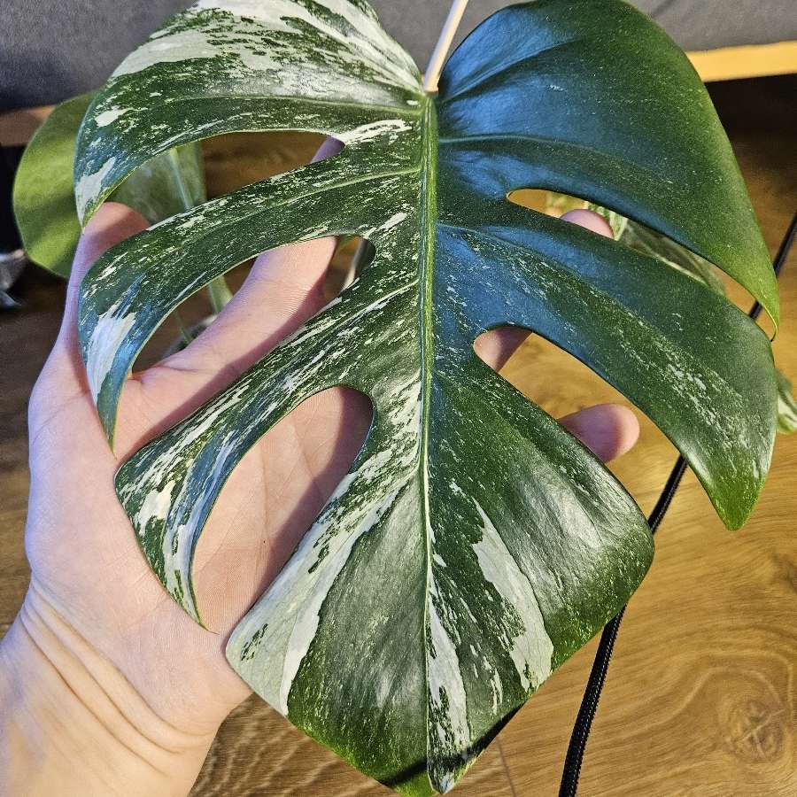 Monstera deliciosa variegata