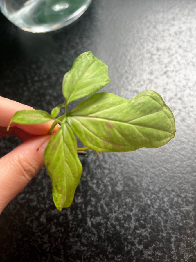 Syngonium strawberry milk 3