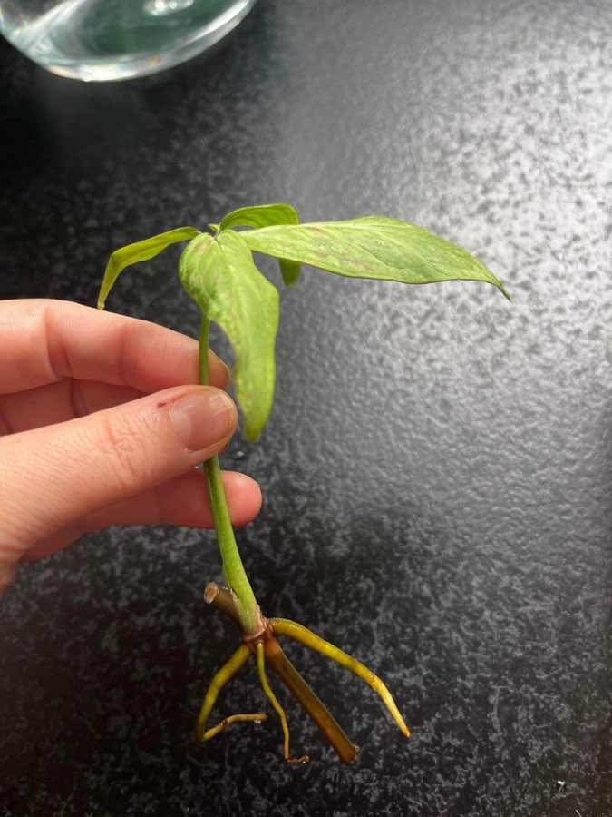 Syngonium strawberry milk 2