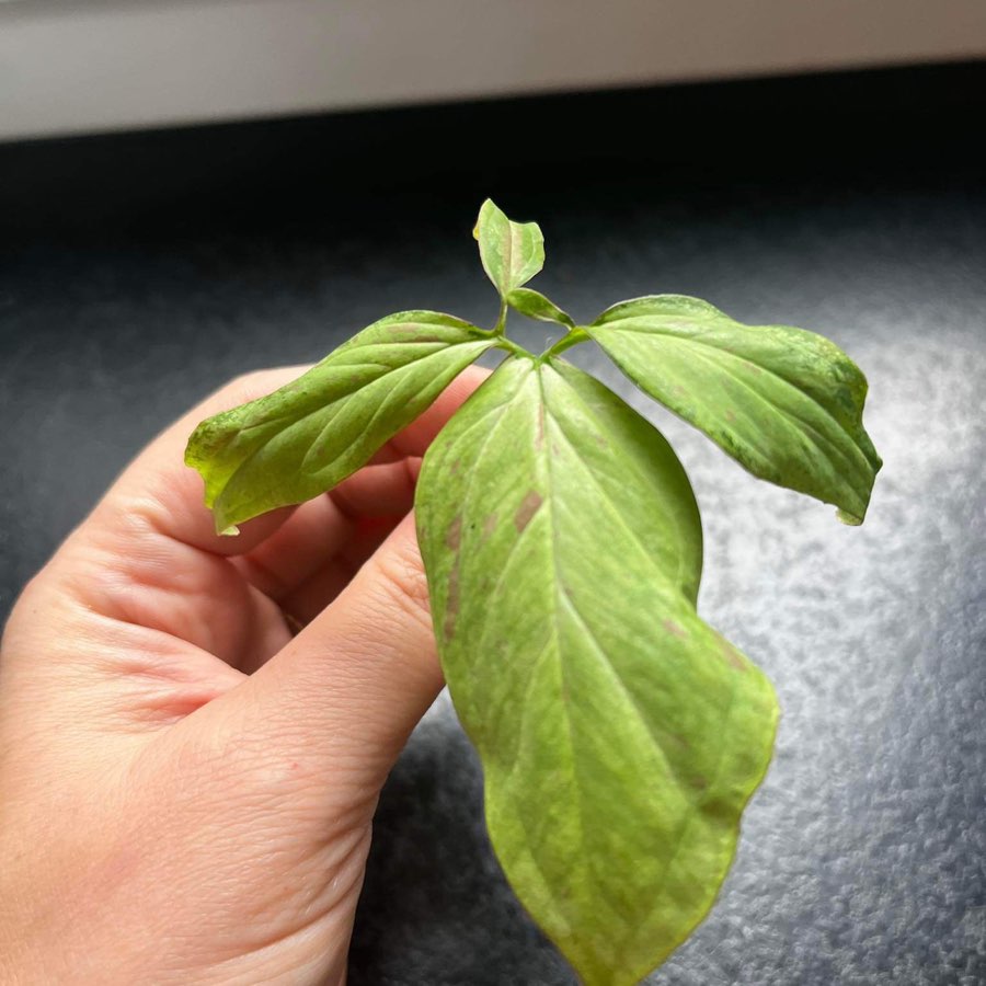 Syngonium strawberry milk