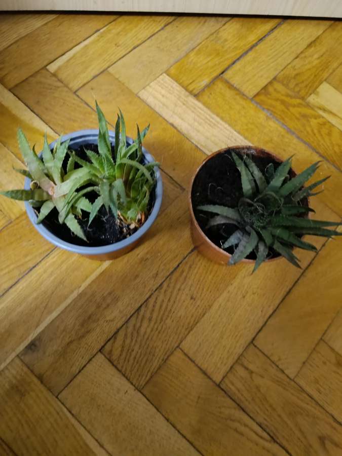 Aloes ościsty 3