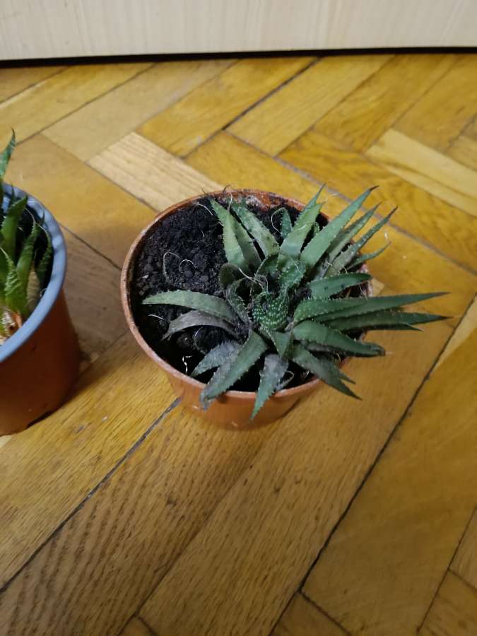 Aloes ościsty 5