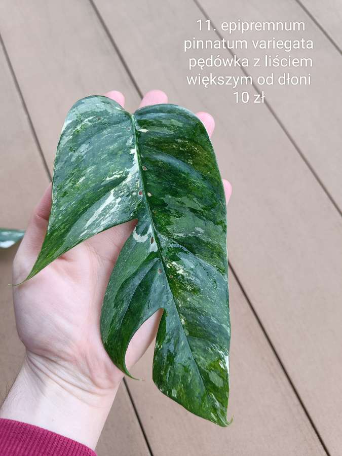 Epipremnum pinnatum variegata 4