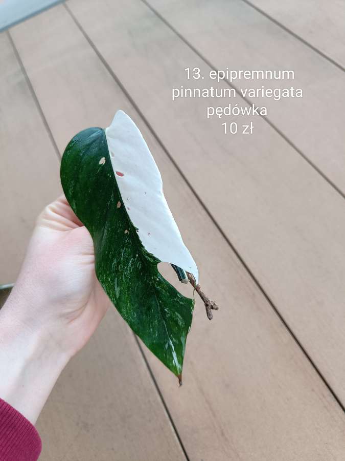 Epipremnum pinnatum variegata 5