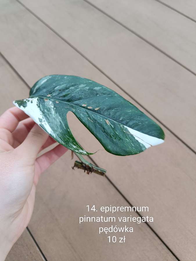 Epipremnum pinnatum variegata 3