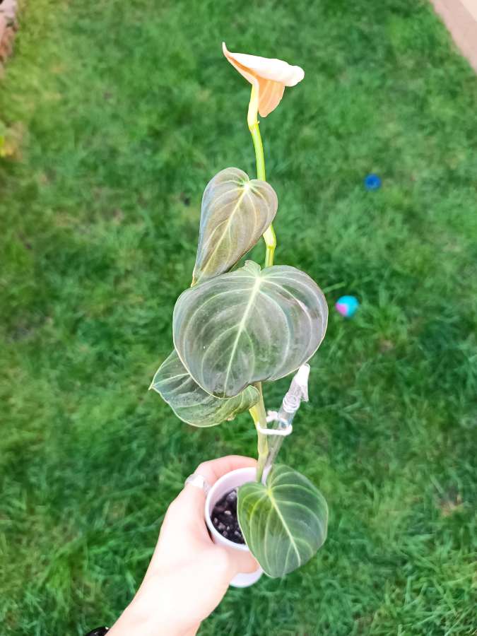 Philodendron Melanochrysum 2