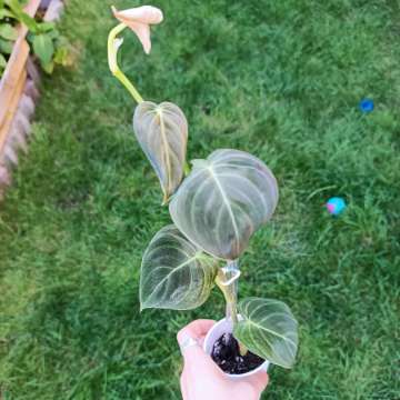 Philodendron Melanochrysum