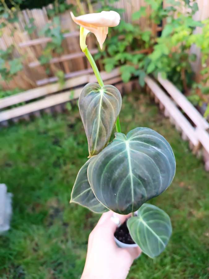 Philodendron Melanochrysum 4