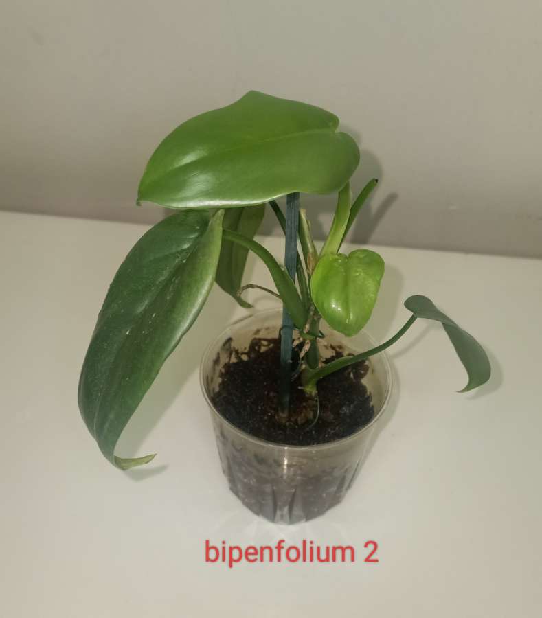 Philodendron bipenfolium variegata regres 3