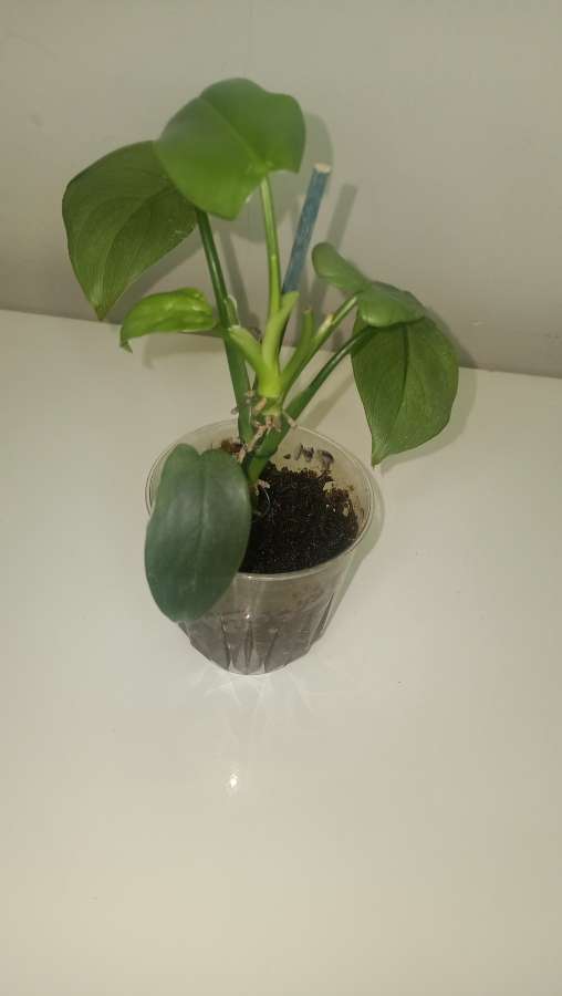 Philodendron bipenfolium variegata regres 4