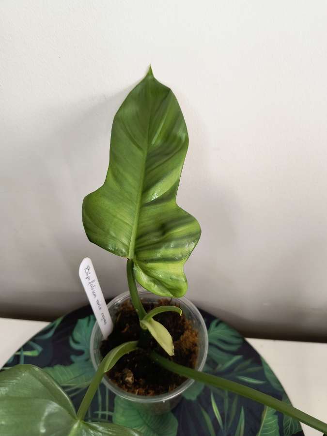 Philodendron bipenfolium variegata regres 5