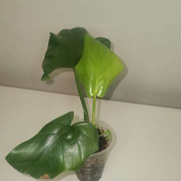 Philodendron bipenfolium variegata regres