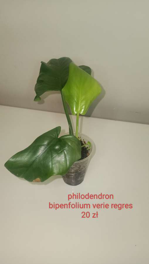 Philodendron bipenfolium variegata regres 2