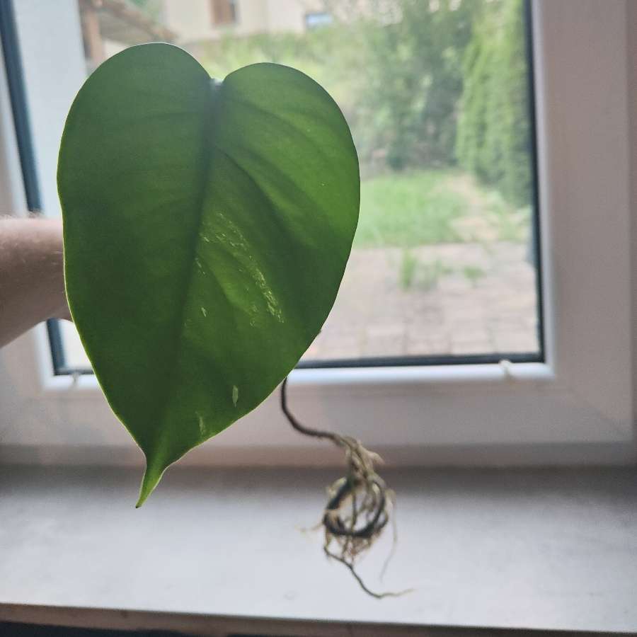 Monstera variegata szczepka