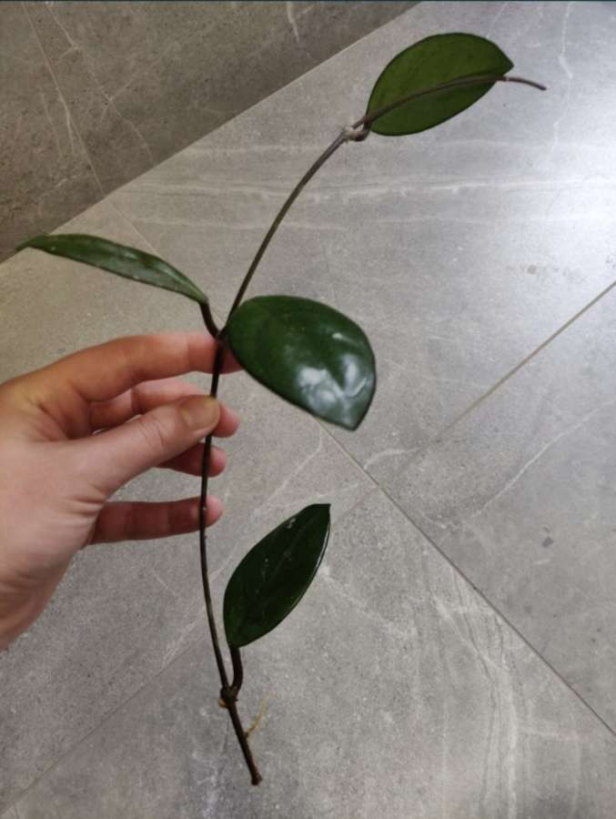 Hoya carnosa, hoja różowa sadzonki 3