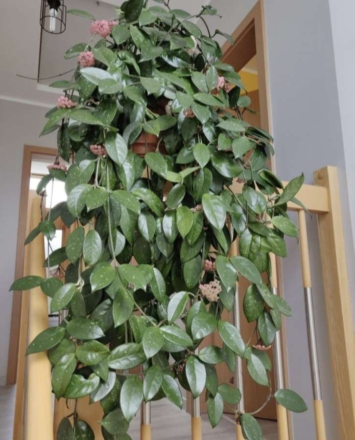 Hoya carnosa, hoja różowa sadzonki 2