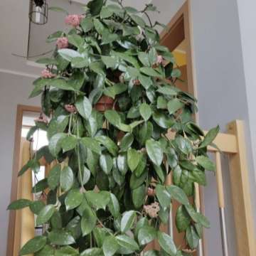 Hoya carnosa, hoja różowa sadzonki