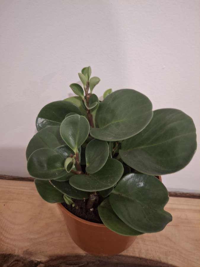 Peperonia obtusifolia 3