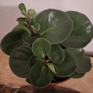 Peperonia obtusifolia