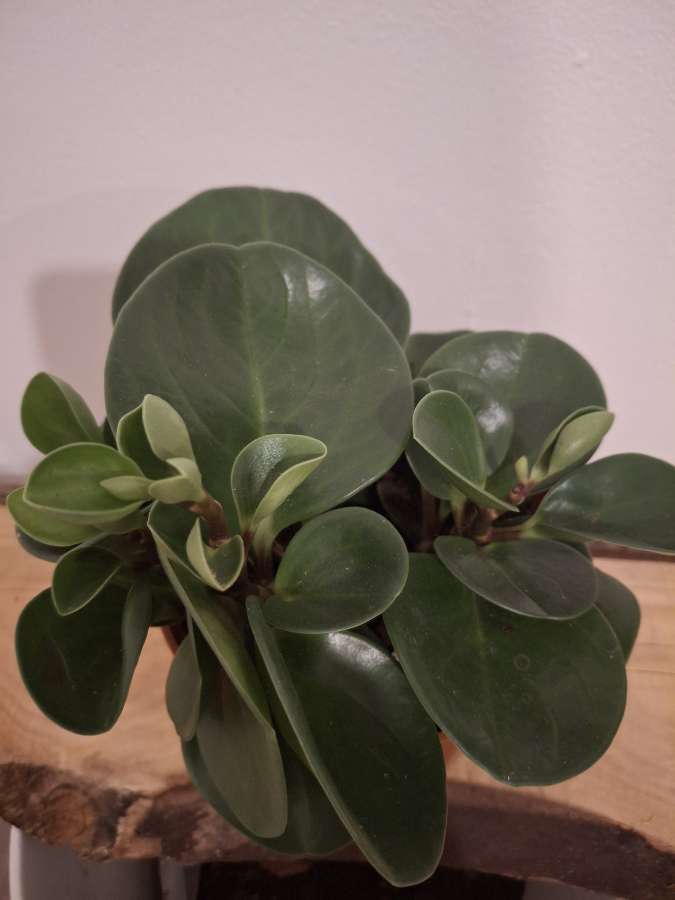Peperonia obtusifolia 2