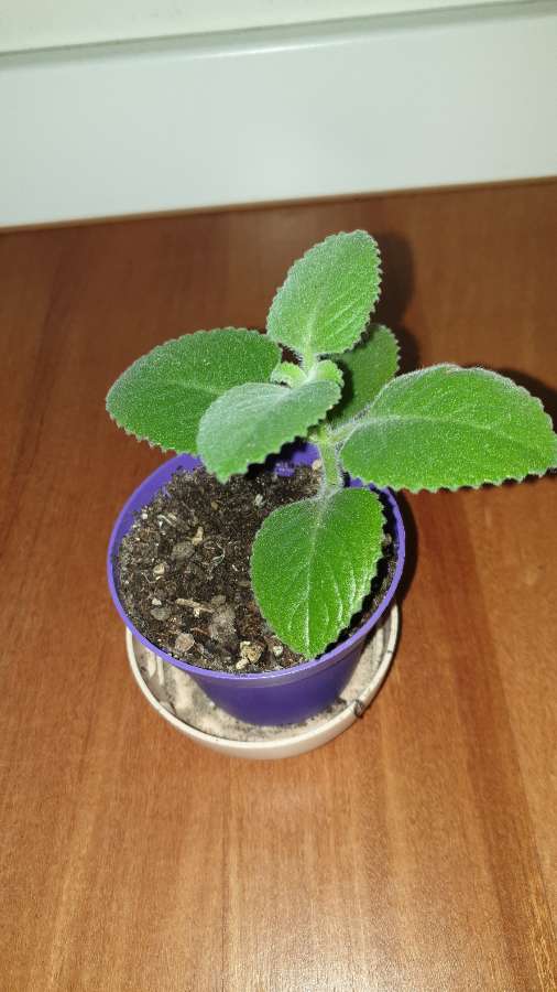 Mięta meksykańska/oregano kubańskie 2