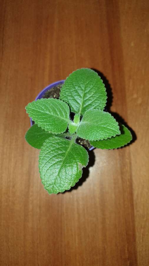 Mięta meksykańska/oregano kubańskie 3