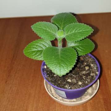 Mięta meksykańska/oregano kubańskie