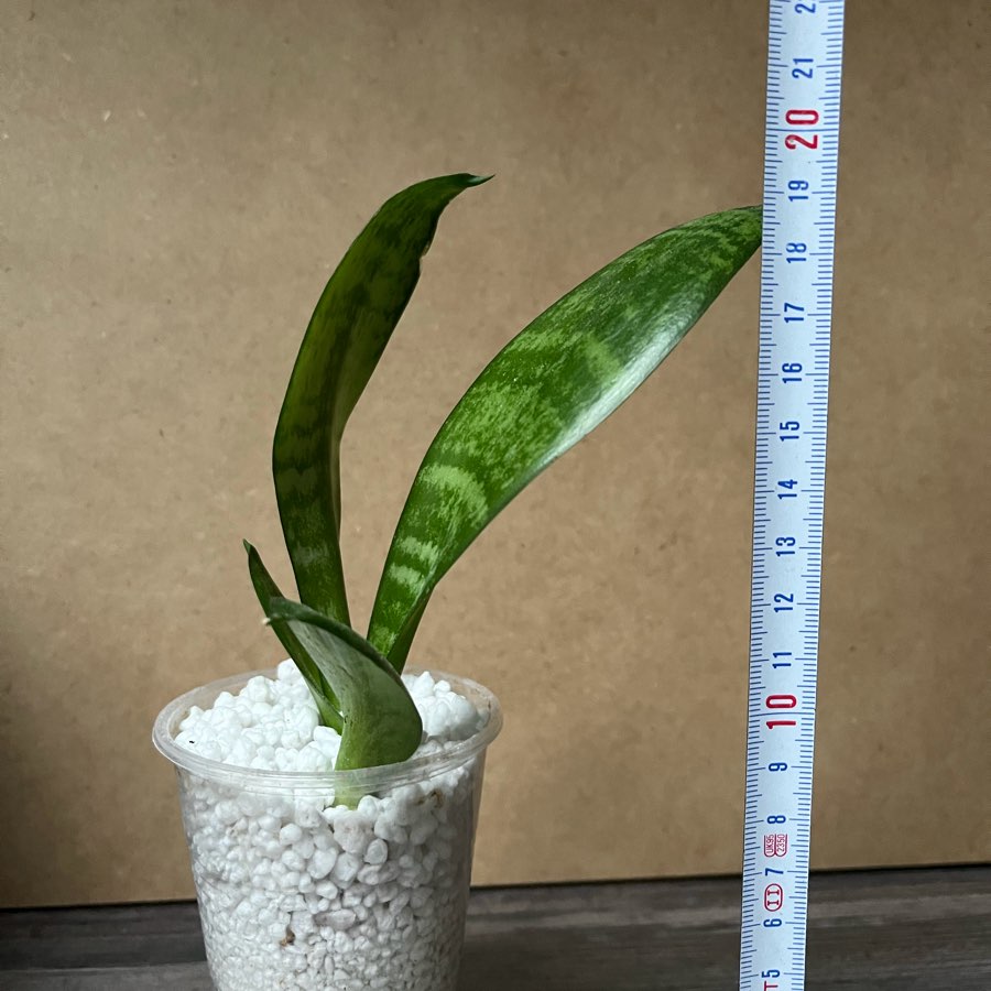 Sansevieria