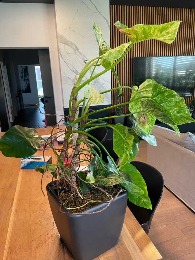 Philodendron Giganteum Variegata 3