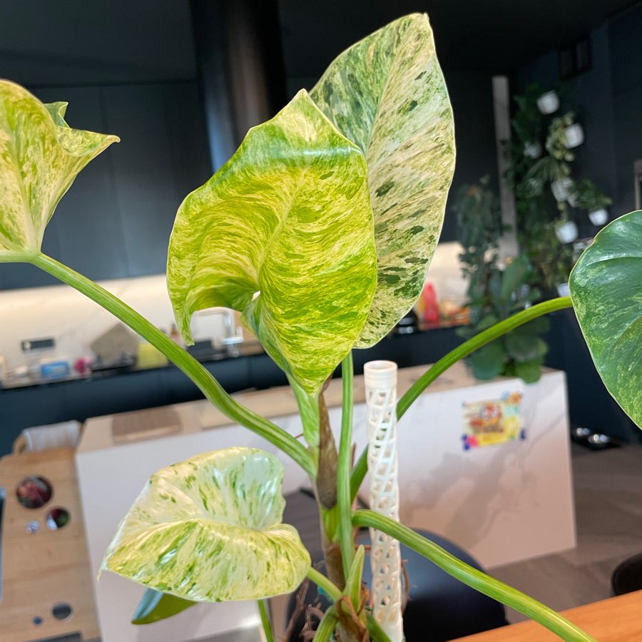 Philodendron Giganteum Variegata