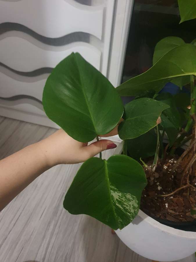 Monstera Variegata 2