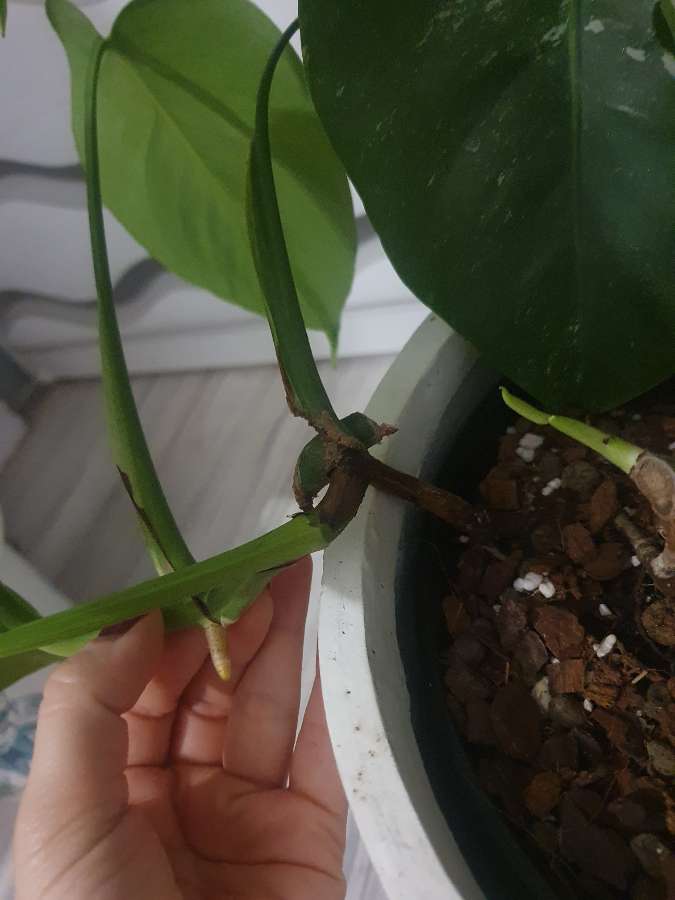 Monstera Variegata 3