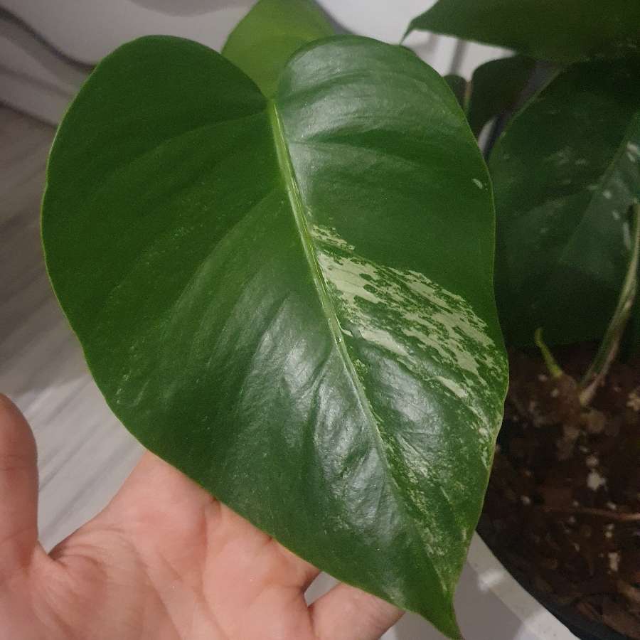 Monstera Variegata