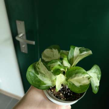 Epipremnum Manjula