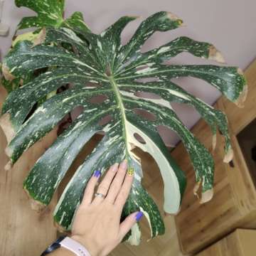 Monstera Thai Constellation Big Form