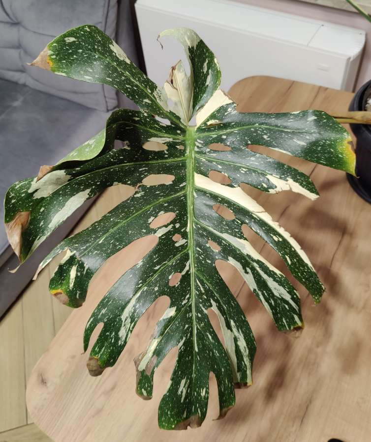 Monstera Thai Constellation Big Form 5