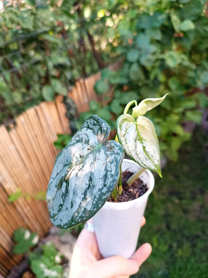 Philodendron Brandtianum 2