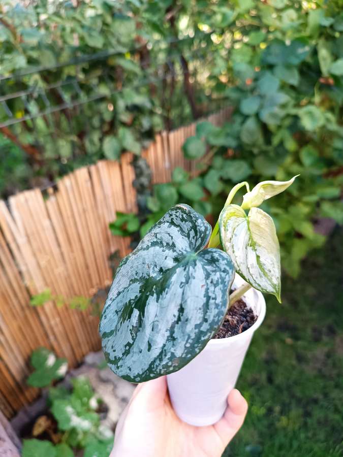 Philodendron Brandtianum 4