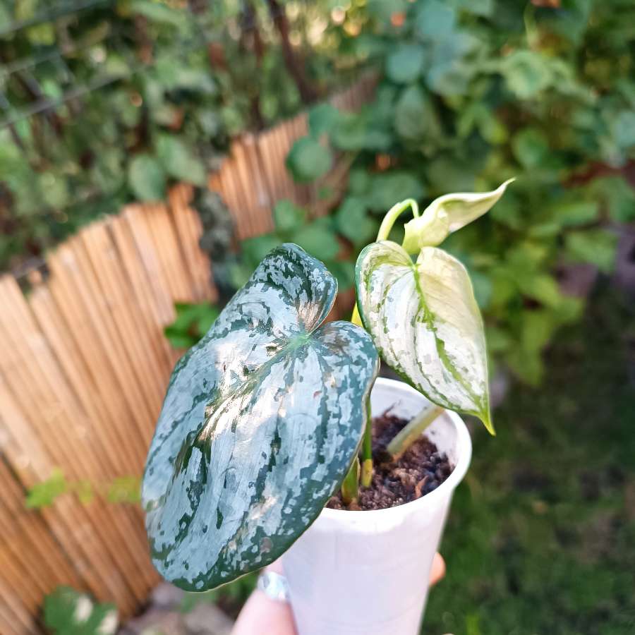 Philodendron Brandtianum