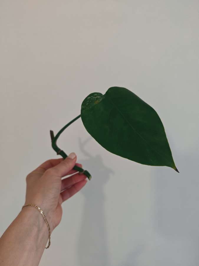 Monstera Deliciosa z variegacją 2