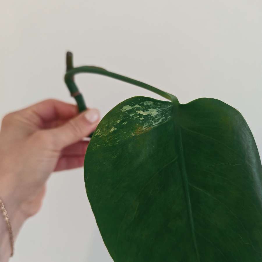 Monstera Deliciosa z variegacją