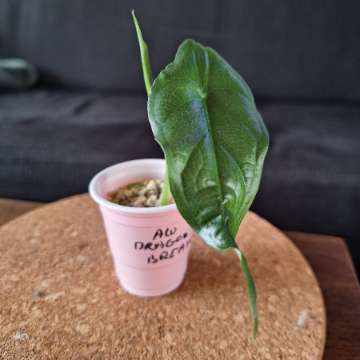 Alocasia Dragons Breath