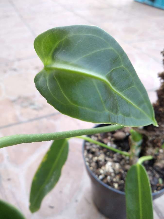 Anthurium Warocqueanum 2