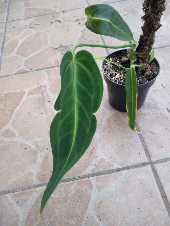 Anthurium Warocqueanum 3