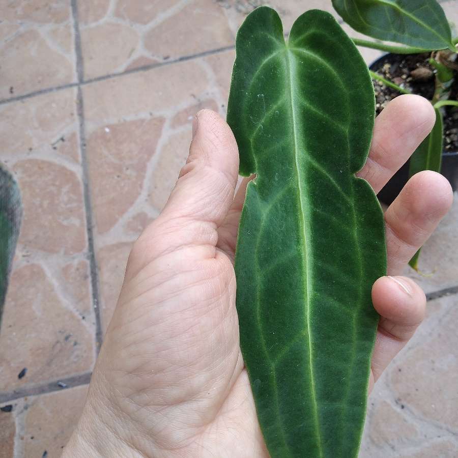 Anthurium Warocqueanum