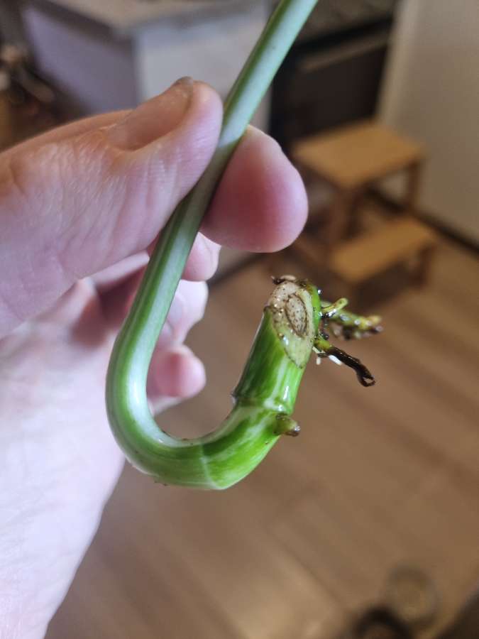 Monstera variegata 2