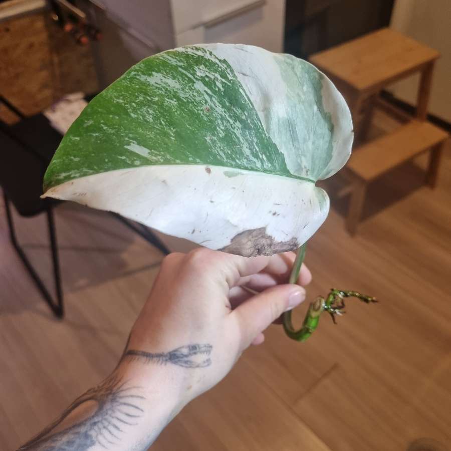 Monstera variegata