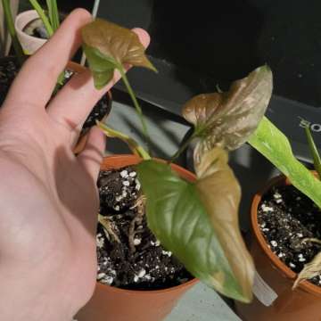 Syngonium red spot