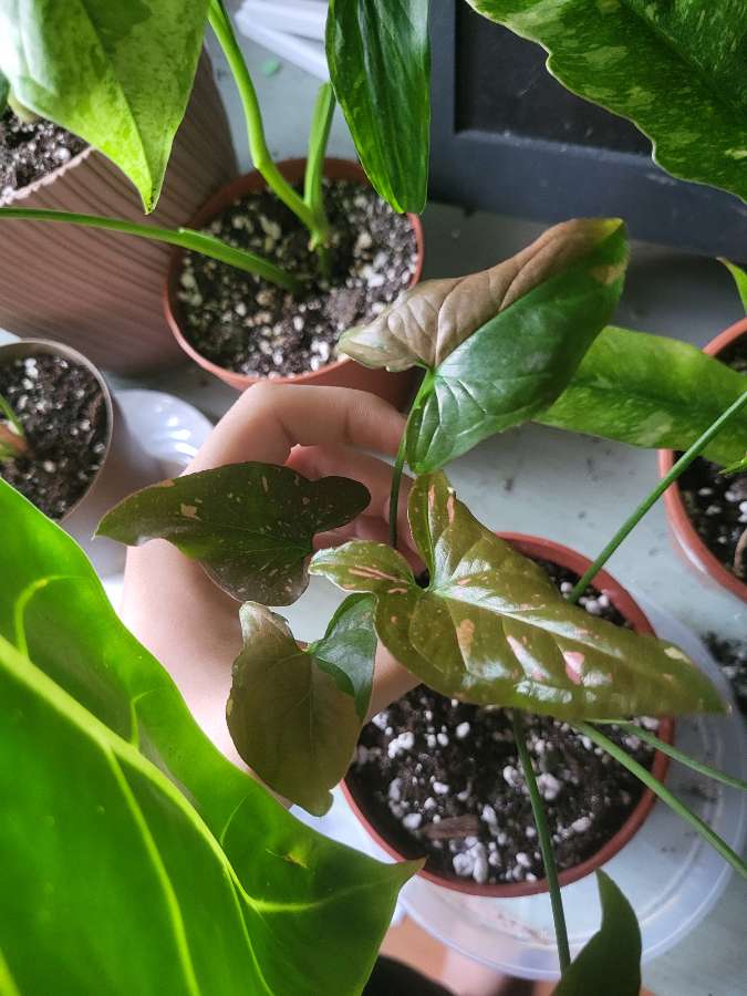 Syngonium red spot 2