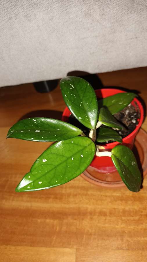 Hoya, hoja nr 2 3